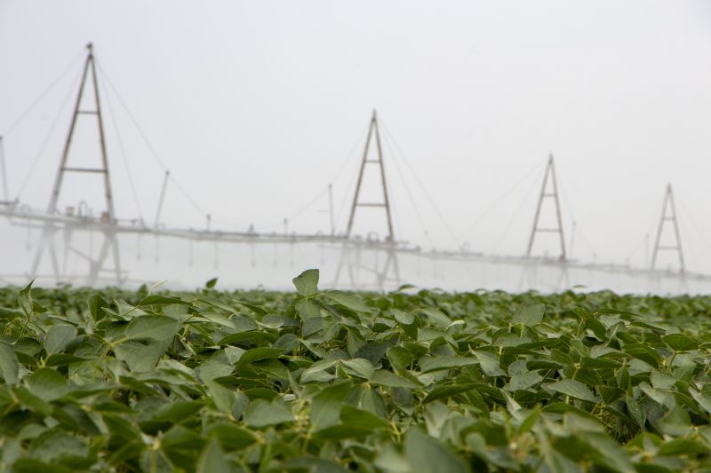 Plant Irrigation Installation